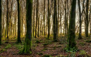Preview wallpaper forest, trees, moss, rays