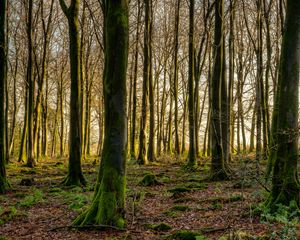 Preview wallpaper forest, trees, moss, rays