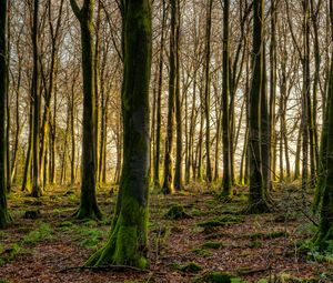 Preview wallpaper forest, trees, moss, rays