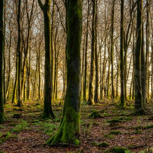 Preview wallpaper forest, trees, moss, rays
