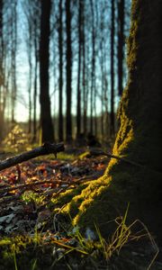 Preview wallpaper forest, trees, moss, sticks, leaves
