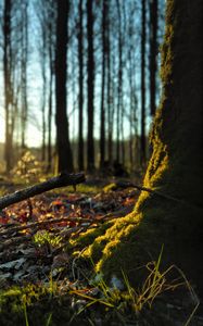 Preview wallpaper forest, trees, moss, sticks, leaves