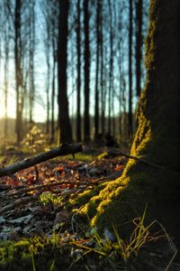 Preview wallpaper forest, trees, moss, sticks, leaves