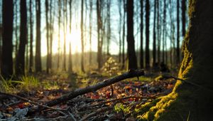 Preview wallpaper forest, trees, moss, sticks, leaves