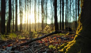 Preview wallpaper forest, trees, moss, sticks, leaves