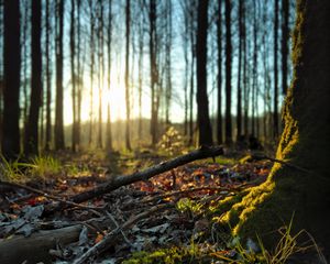 Preview wallpaper forest, trees, moss, sticks, leaves
