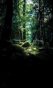 Preview wallpaper forest, trees, moss, branches, hill