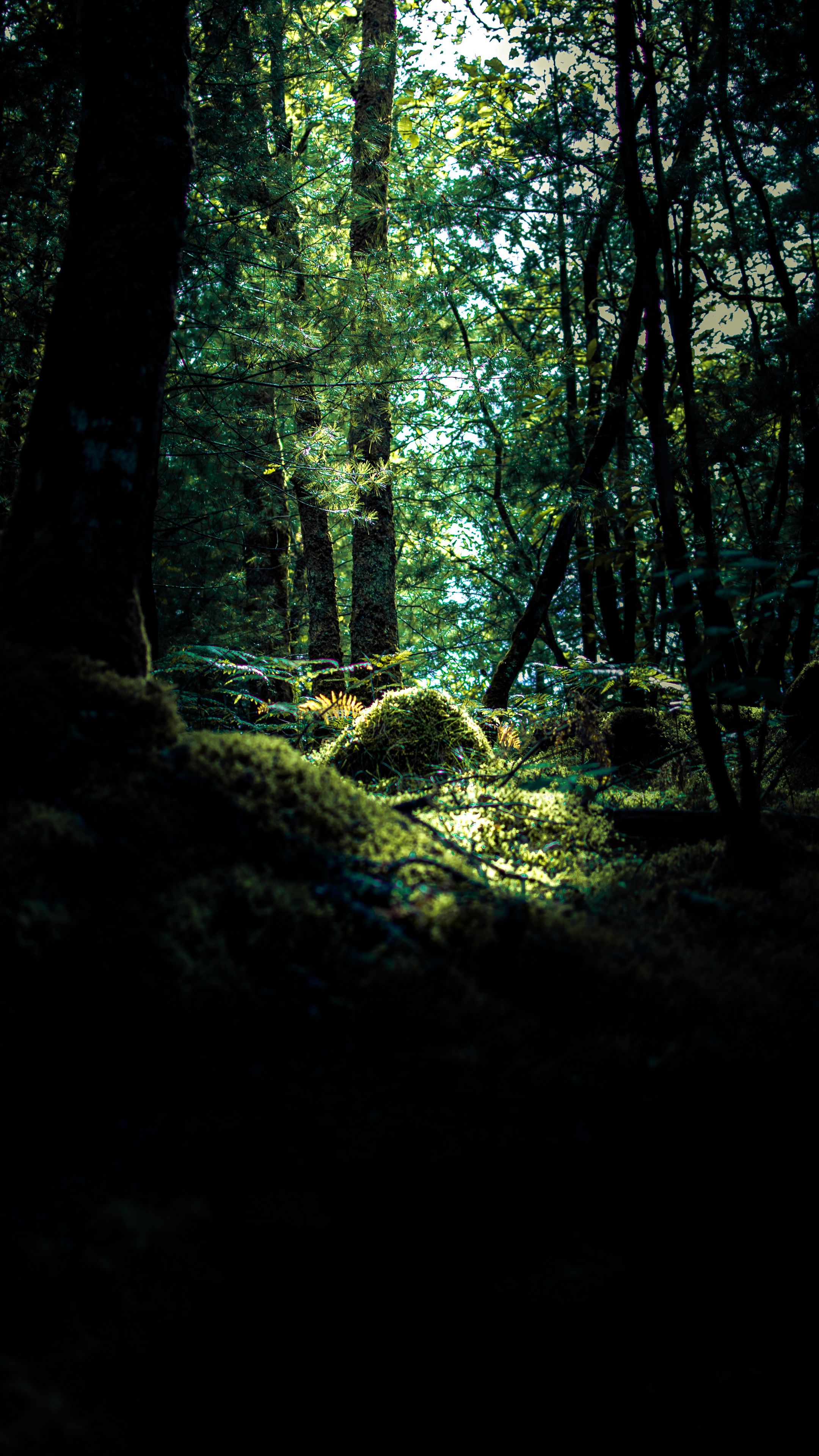 Download wallpaper 2160x3840 forest, trees, moss, branches, hill ...