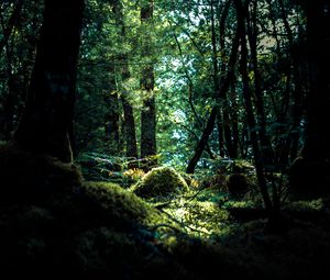Preview wallpaper forest, trees, moss, branches, hill