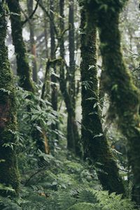 Preview wallpaper forest, trees, moss, plants, greenery, nature