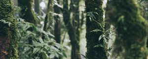 Preview wallpaper forest, trees, moss, plants, greenery, nature