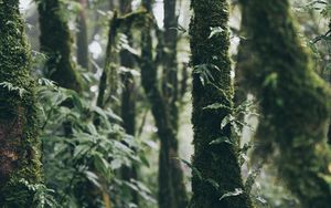 Preview wallpaper forest, trees, moss, plants, greenery, nature