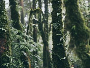 Preview wallpaper forest, trees, moss, plants, greenery, nature