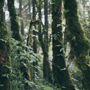 Preview wallpaper forest, trees, moss, plants, greenery, nature