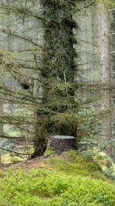 Preview wallpaper forest, trees, moss, nature