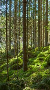 Preview wallpaper forest, trees, moss, plants, green, nature