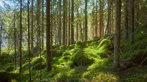 Preview wallpaper forest, trees, moss, plants, green, nature