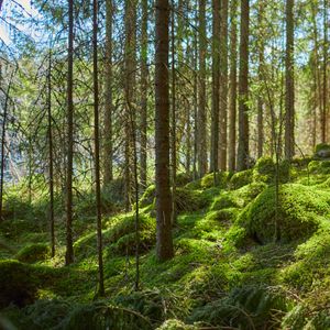 Preview wallpaper forest, trees, moss, plants, green, nature