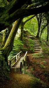 Preview wallpaper forest, trees, moss, stairs, nature, green