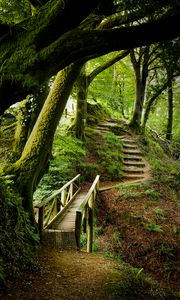 Preview wallpaper forest, trees, moss, stairs, nature, green