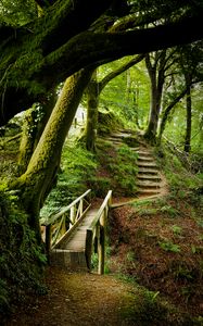 Preview wallpaper forest, trees, moss, stairs, nature, green