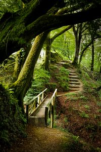 Preview wallpaper forest, trees, moss, stairs, nature, green