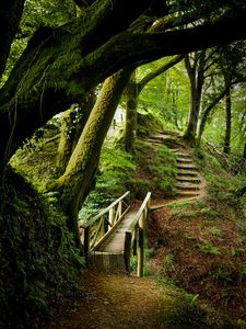 Preview wallpaper forest, trees, moss, stairs, nature, green