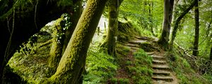 Preview wallpaper forest, trees, moss, stairs, nature, green