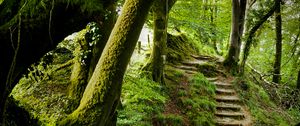 Preview wallpaper forest, trees, moss, stairs, nature, green