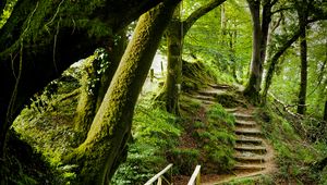 Preview wallpaper forest, trees, moss, stairs, nature, green