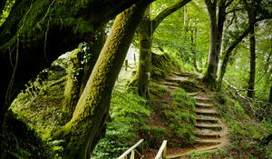 Preview wallpaper forest, trees, moss, stairs, nature, green