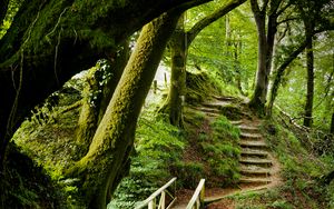 Preview wallpaper forest, trees, moss, stairs, nature, green