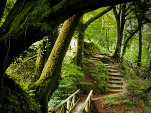 Preview wallpaper forest, trees, moss, stairs, nature, green