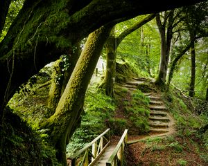 Preview wallpaper forest, trees, moss, stairs, nature, green