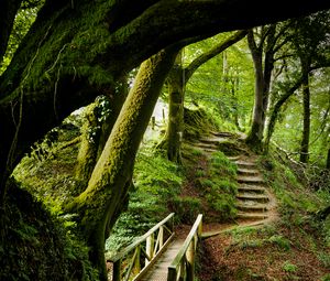 Preview wallpaper forest, trees, moss, stairs, nature, green