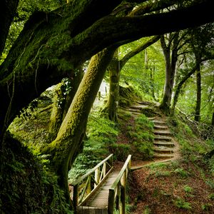 Preview wallpaper forest, trees, moss, stairs, nature, green