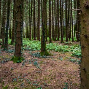 Preview wallpaper forest, trees, moss, nature, landscape