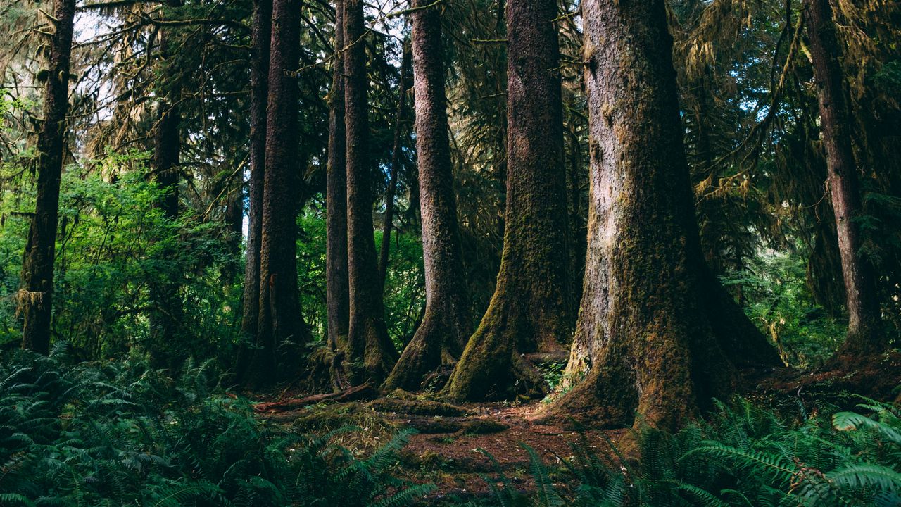 Wallpaper forest, trees, moss, nature, green