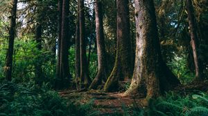 Preview wallpaper forest, trees, moss, nature, green