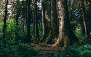Wallpaper forest, trees, way, bend, nature, green hd, picture, image