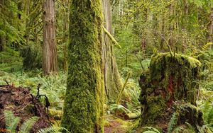 Preview wallpaper forest, trees, moss, green, nature