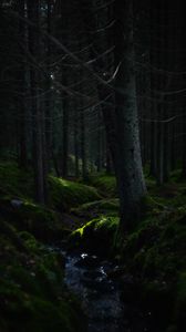 Preview wallpaper forest, trees, moss, hills, nature, green