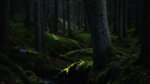 Preview wallpaper forest, trees, moss, hills, nature, green