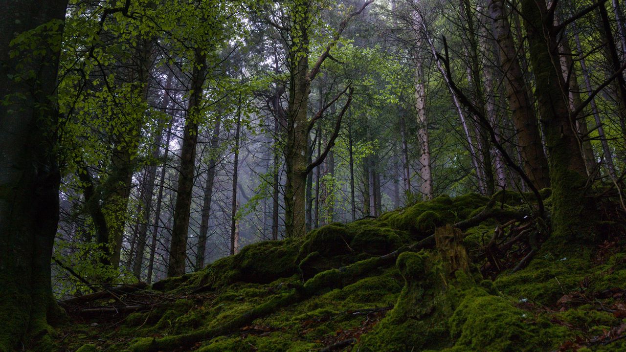 Wallpaper forest, trees, moss, nature, landscape, green