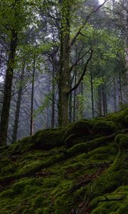 Preview wallpaper forest, trees, moss, nature, landscape, green
