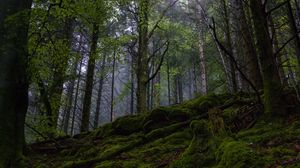 Preview wallpaper forest, trees, moss, nature, landscape, green