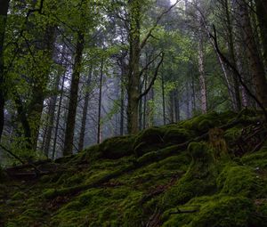 Preview wallpaper forest, trees, moss, nature, landscape, green