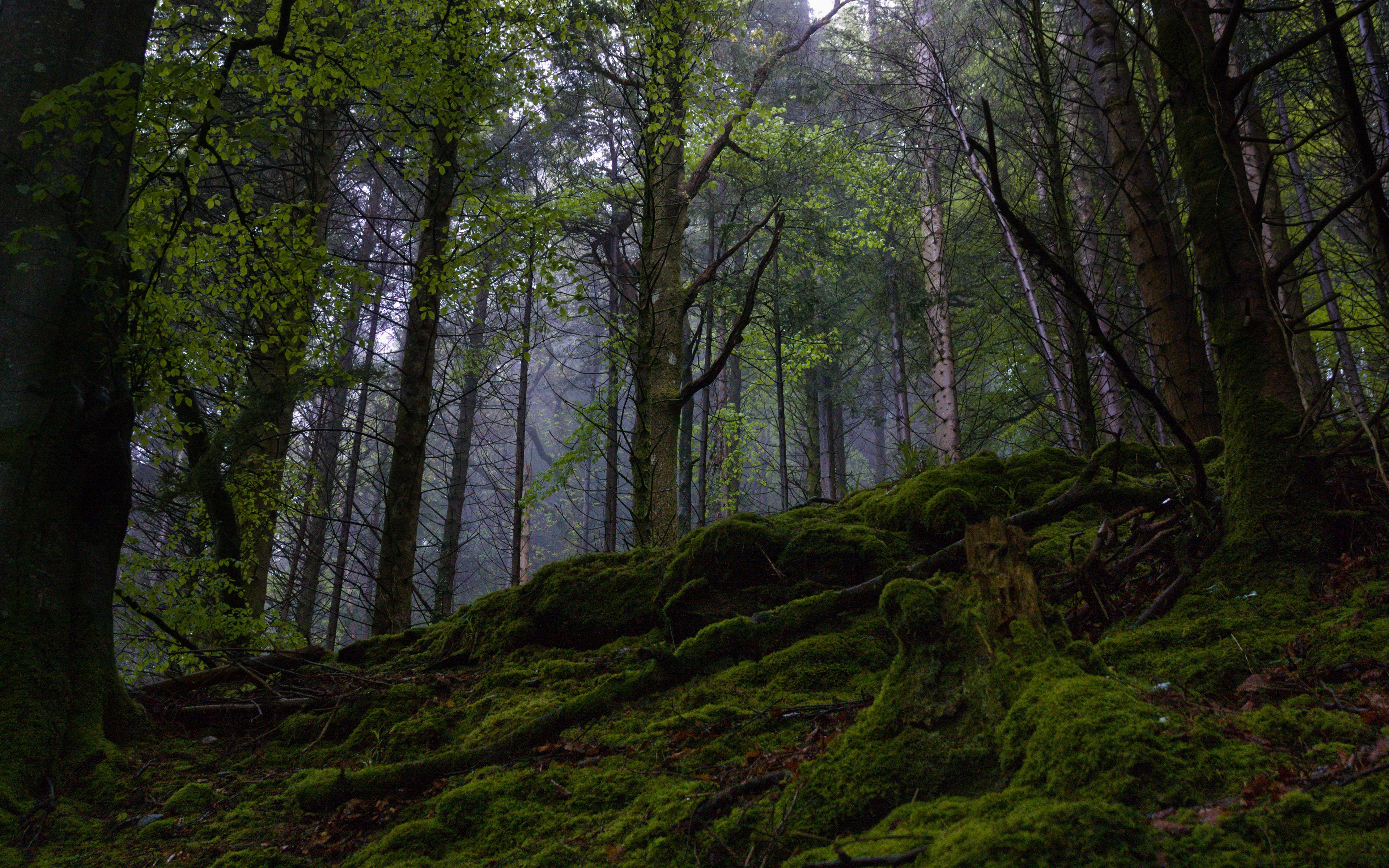 Download wallpaper 3840x2400 forest, trees, moss, nature, landscape ...