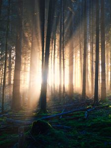 Preview wallpaper forest, trees, moss, light, nature