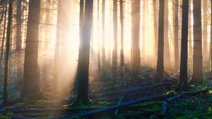 Preview wallpaper forest, trees, moss, light, nature
